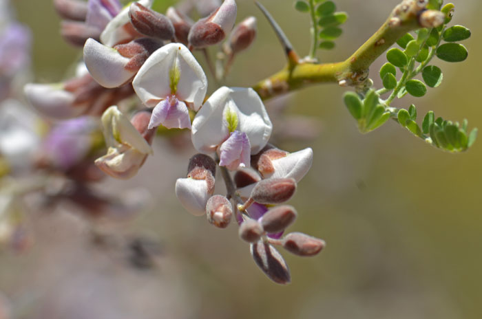 Desert Ironwood is a native tree or large shrub that blooms from May to June. 